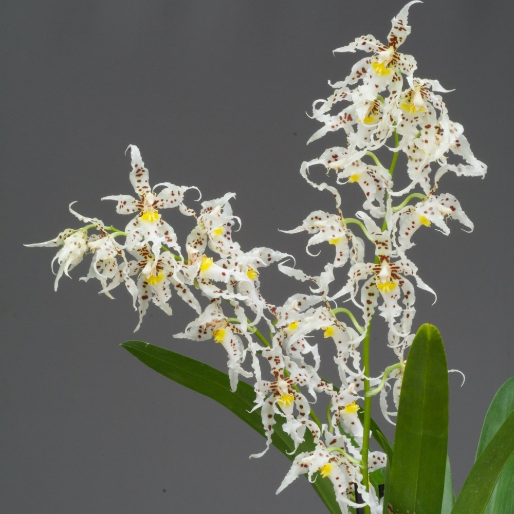 Odontoglossum naevium