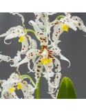 Odontoglossum naevium