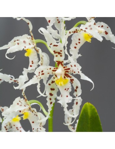 Odontoglossum naevium en sphaigne