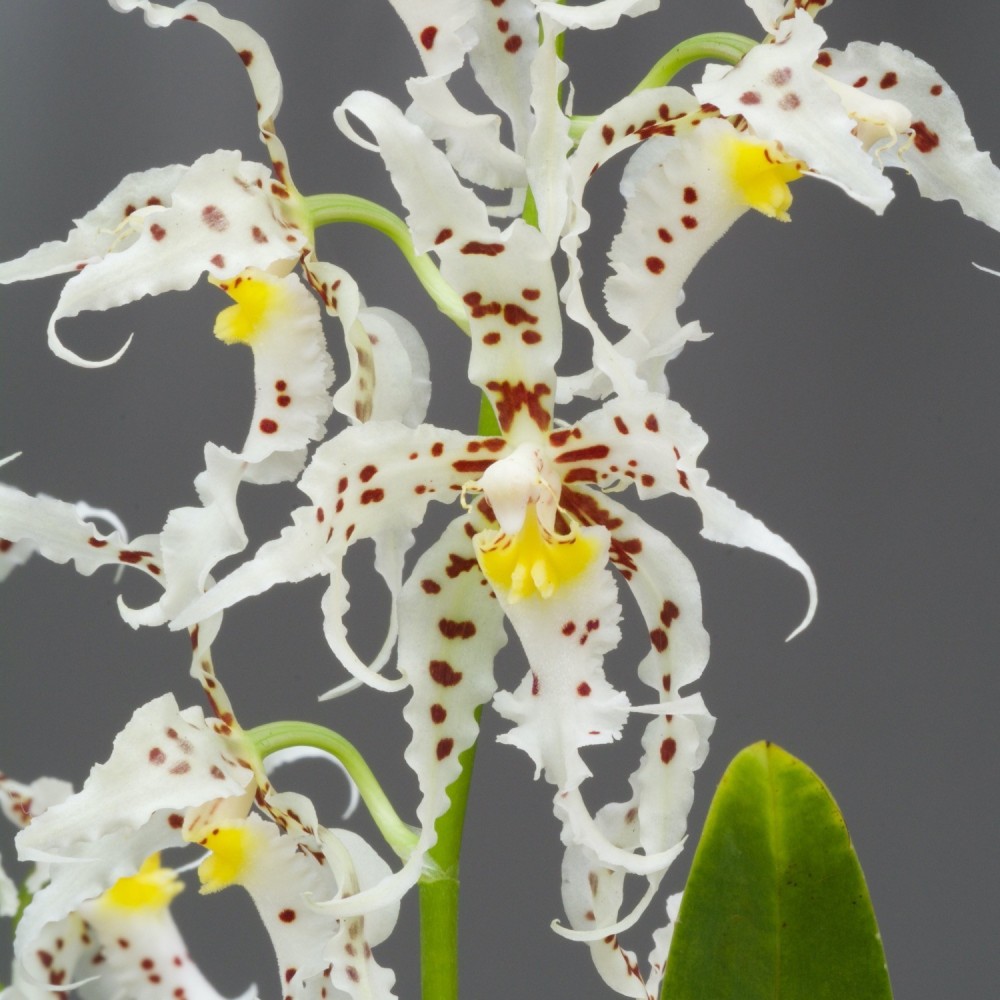 Odontoglossum naevium