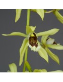 Coelogyne Burfordiense x massangeana