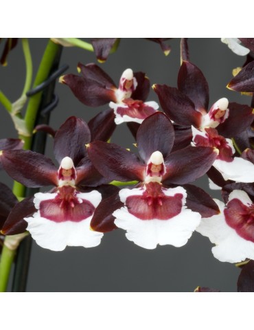 Oncidium Jungle Monarch 'Black Pearl'