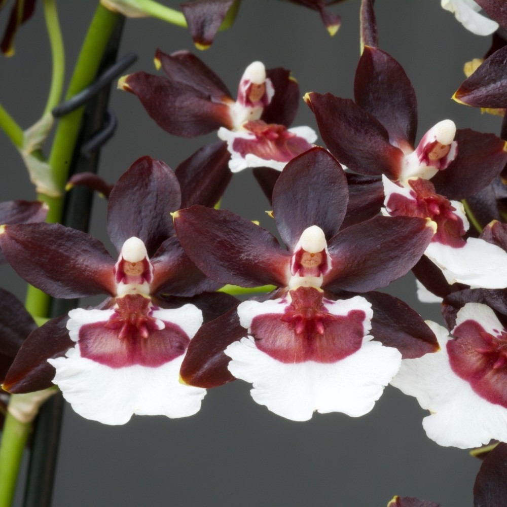 Oncidium Jungle Monarch ‘Black Pearl’ Oncidium Jungle Monarch ‘Black Pearl’