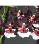 Oncidium Jungle Monarch 'Black Pearl' en sphaigne