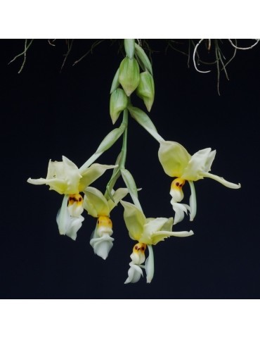 Stanhopea ruckeri