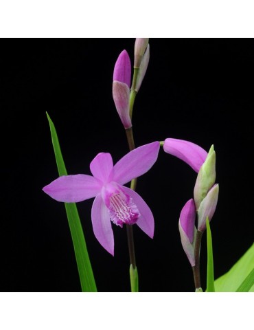 Bletilla striata