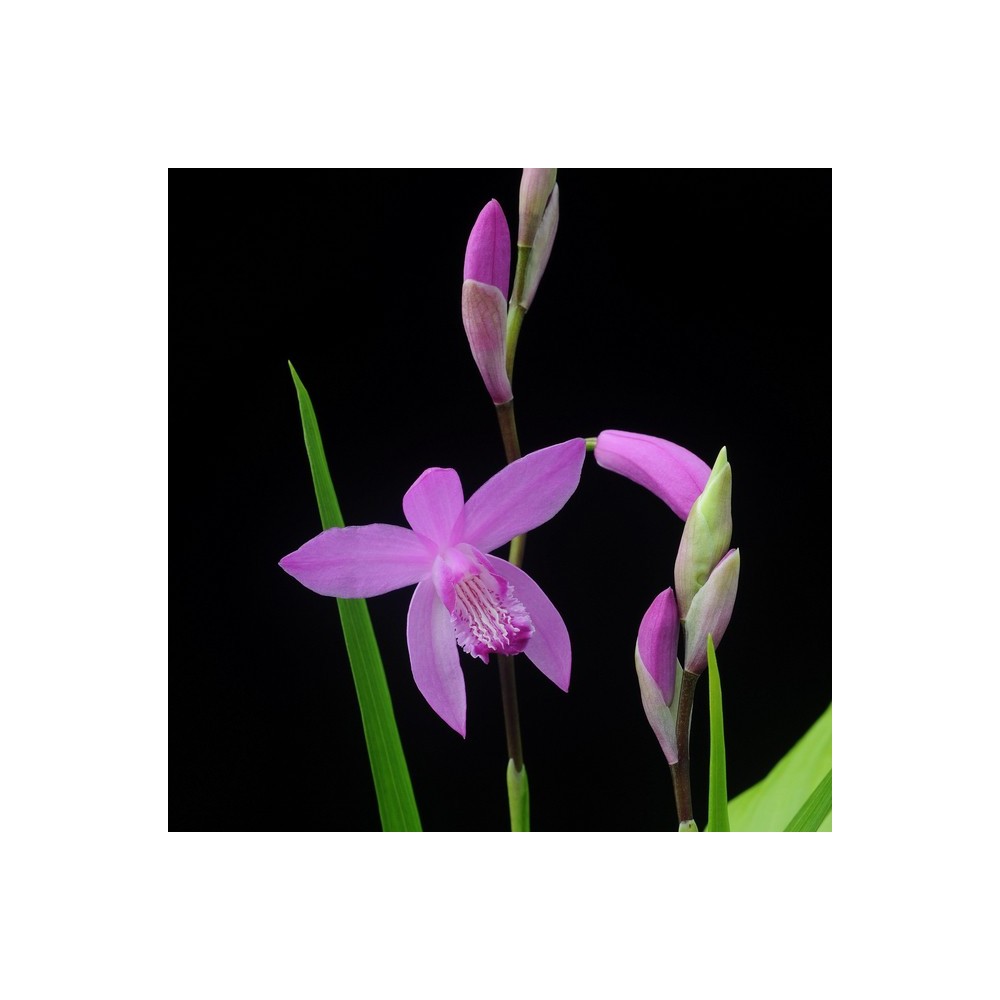 Bletilla striata