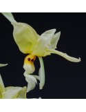 Stanhopea ruckeri