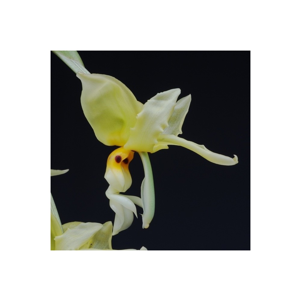 Stanhopea ruckeri