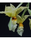 Stanhopea ruckeri