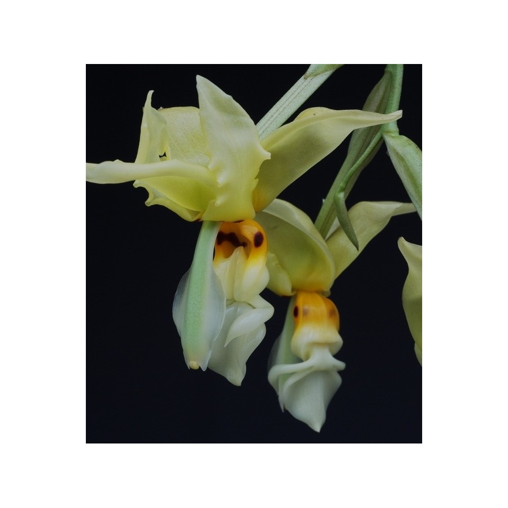 Stanhopea ruckeri