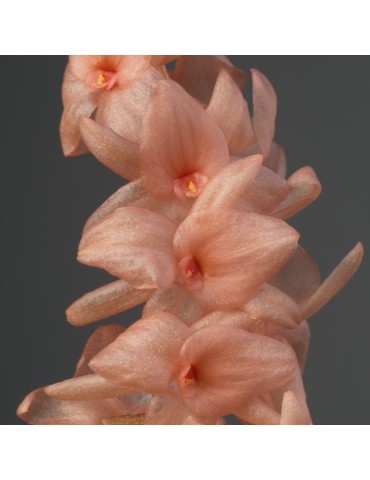 Dendrochilum hampelii