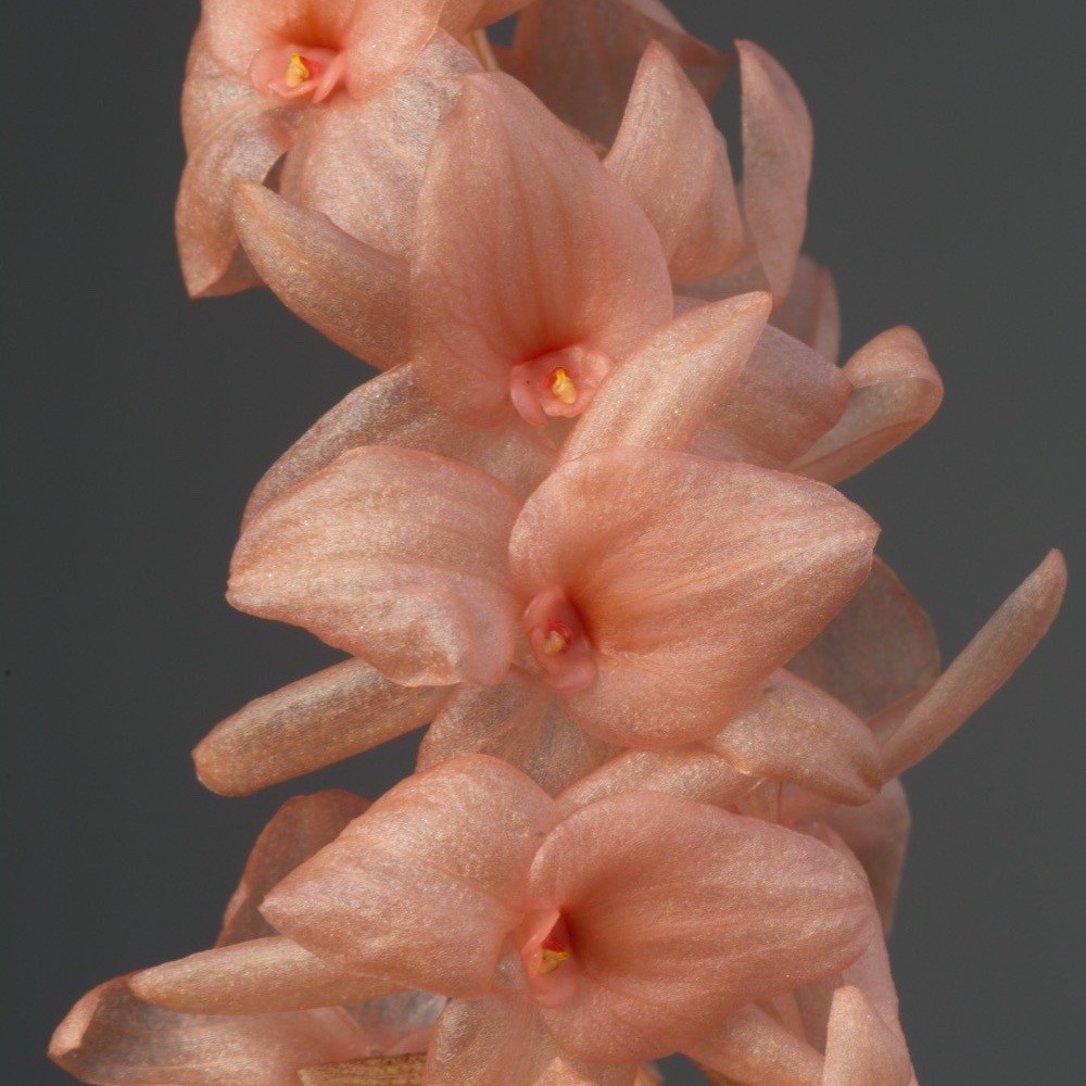Dendrochilum hampelii