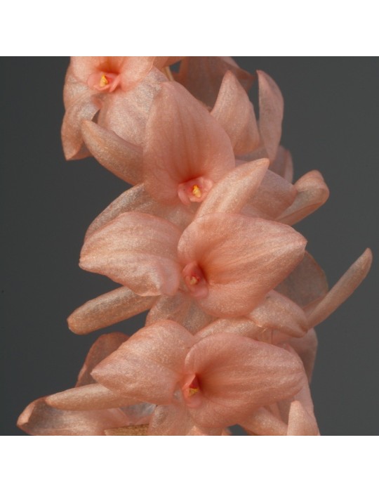Dendrochilum hampelii