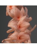 Dendrochilum hampelii