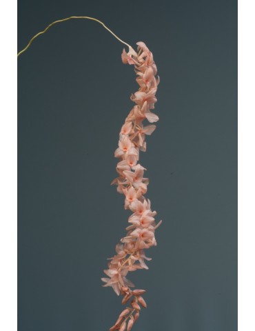 Dendrochilum hampelii 2