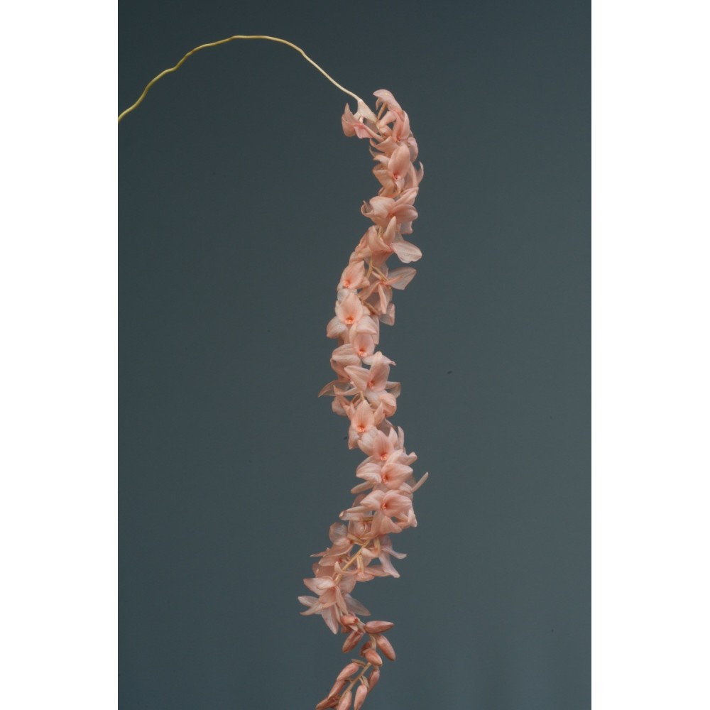 Dendrochilum hampelii