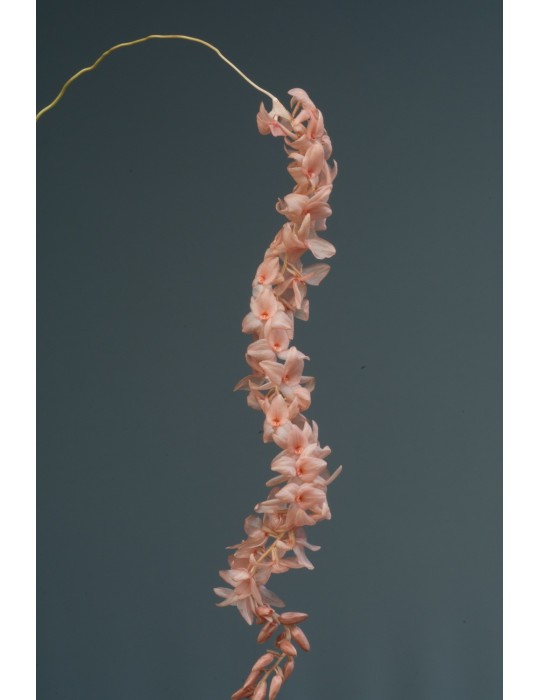 Dendrochilum hampelii