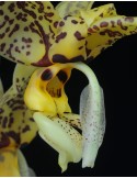 Stanhopea Assidensis