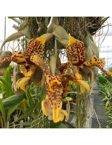 Stanhopea Assidensis