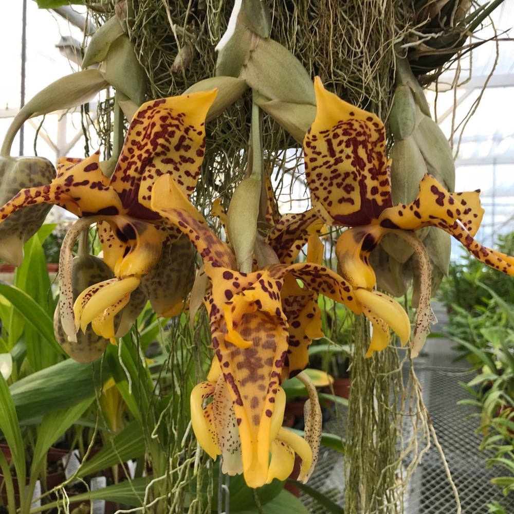 Stanhopea Assidensis