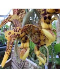 Stanhopea Assidensis