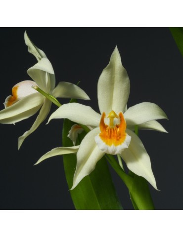 Coelogyne mooreana x lentiginosa