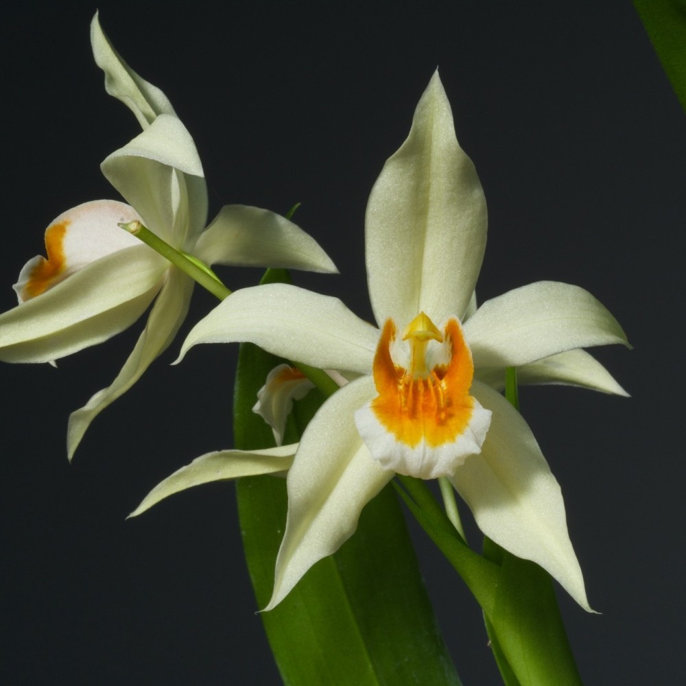 Coelogyne mooreana x lentiginosa