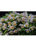Dendrobium loddigesii