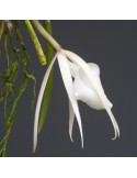 Brassavola acaulis