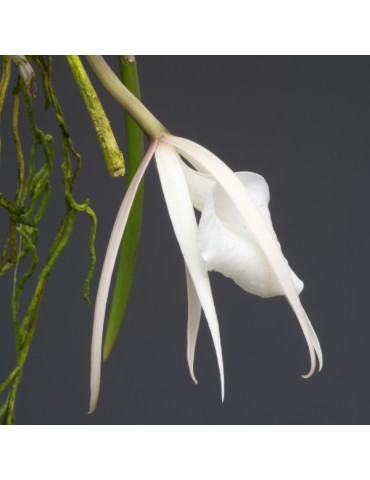 Brassavola acaulis