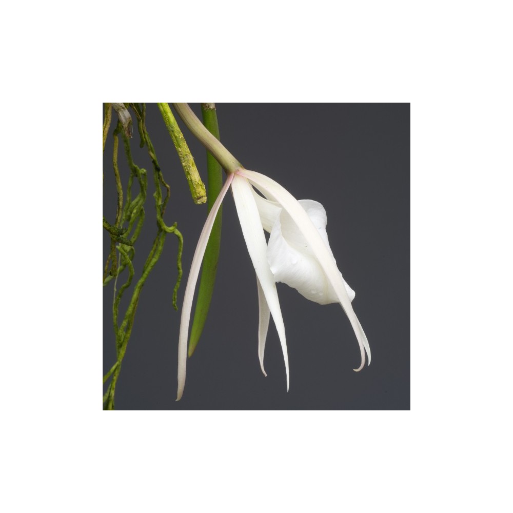 Brassavola acaulis