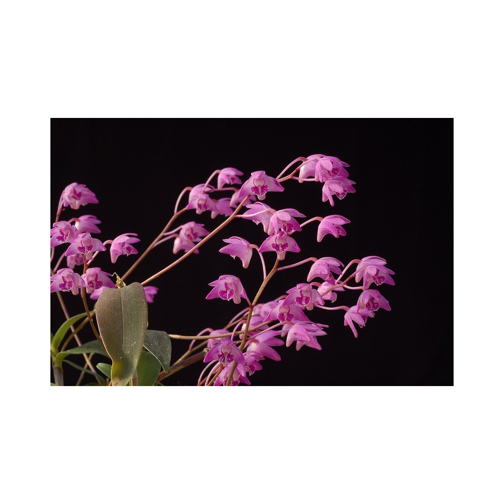 Dendrobium kingianum