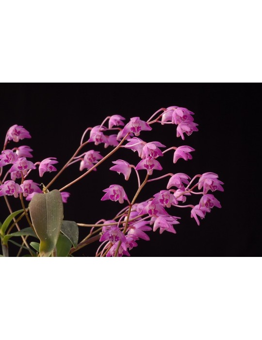 Dendrobium kingianum
