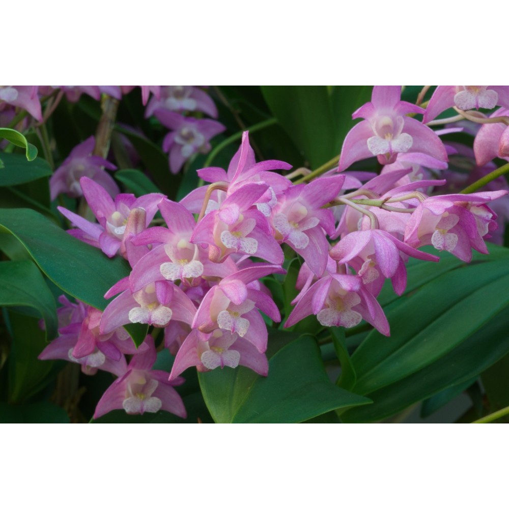 Dendrobium kingianum