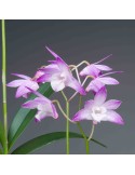 Dendrobium kingianum