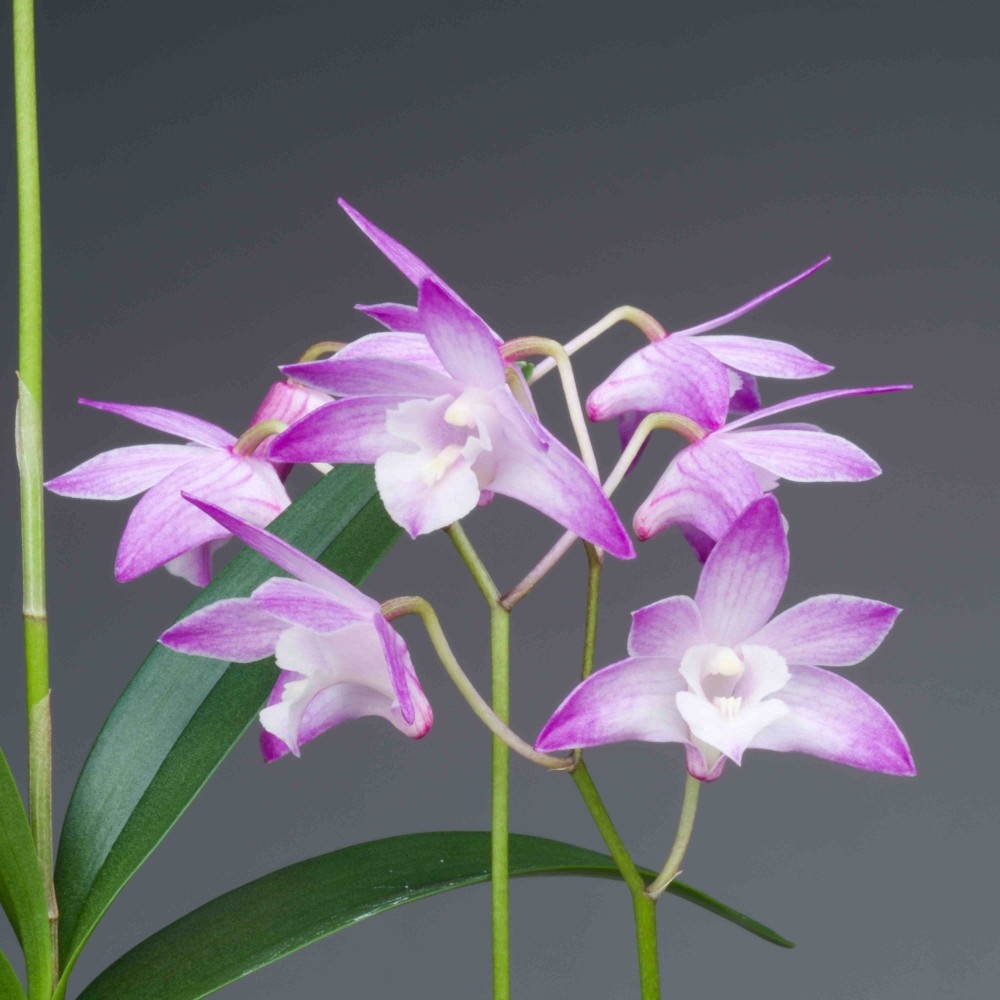 Dendrobium kingianum