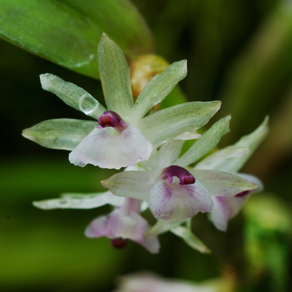 Scaphyglottis stellata en sphaigne