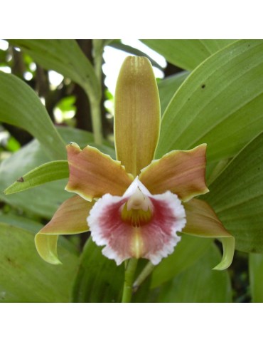 Sobralia atropubescens