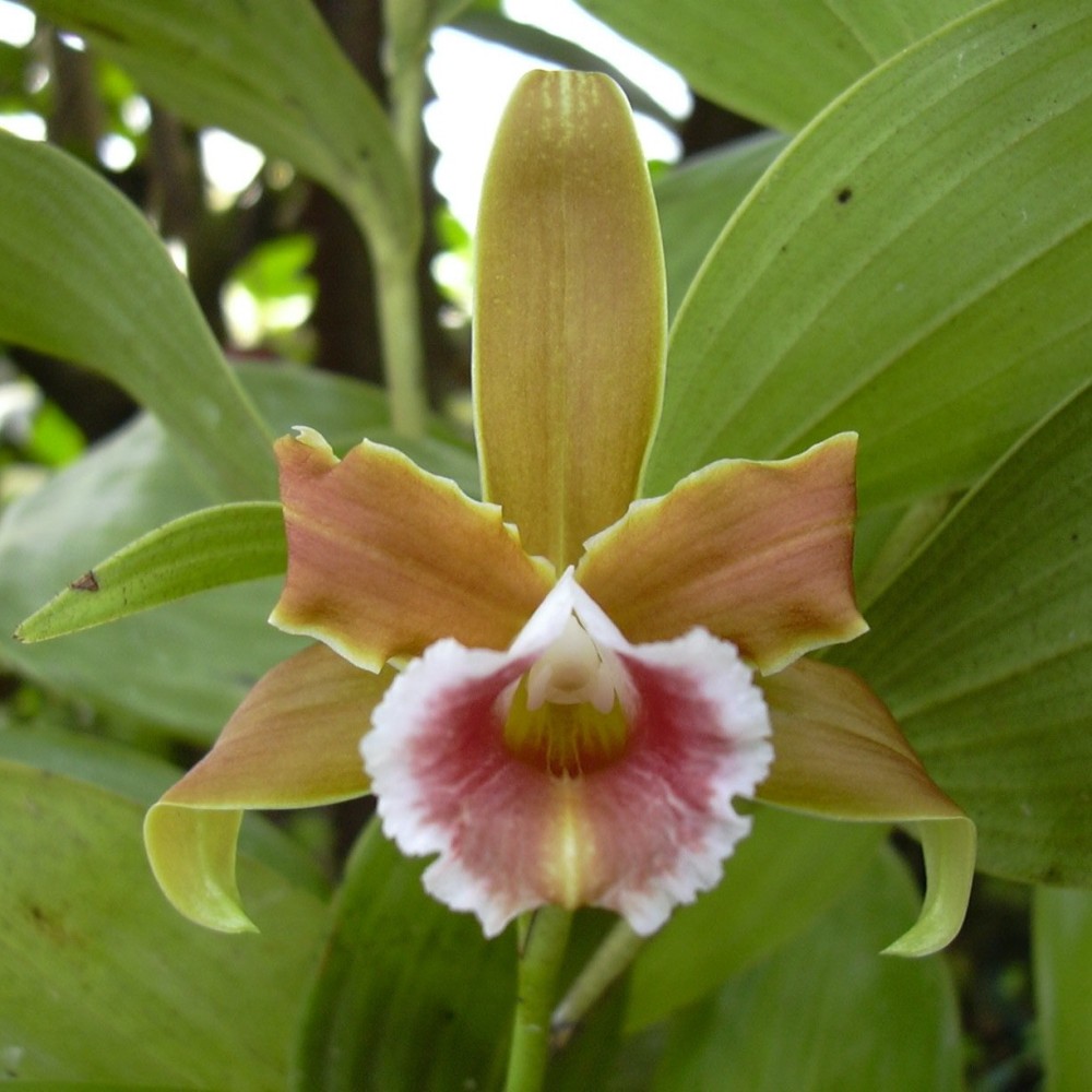 Sobralia atropubescens