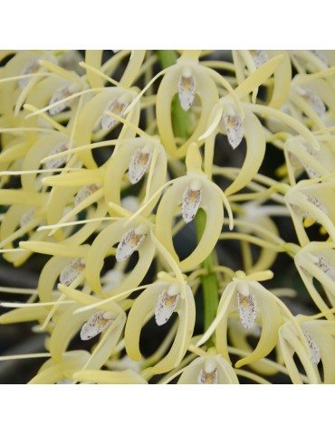 Dendrobium speciosum "1"