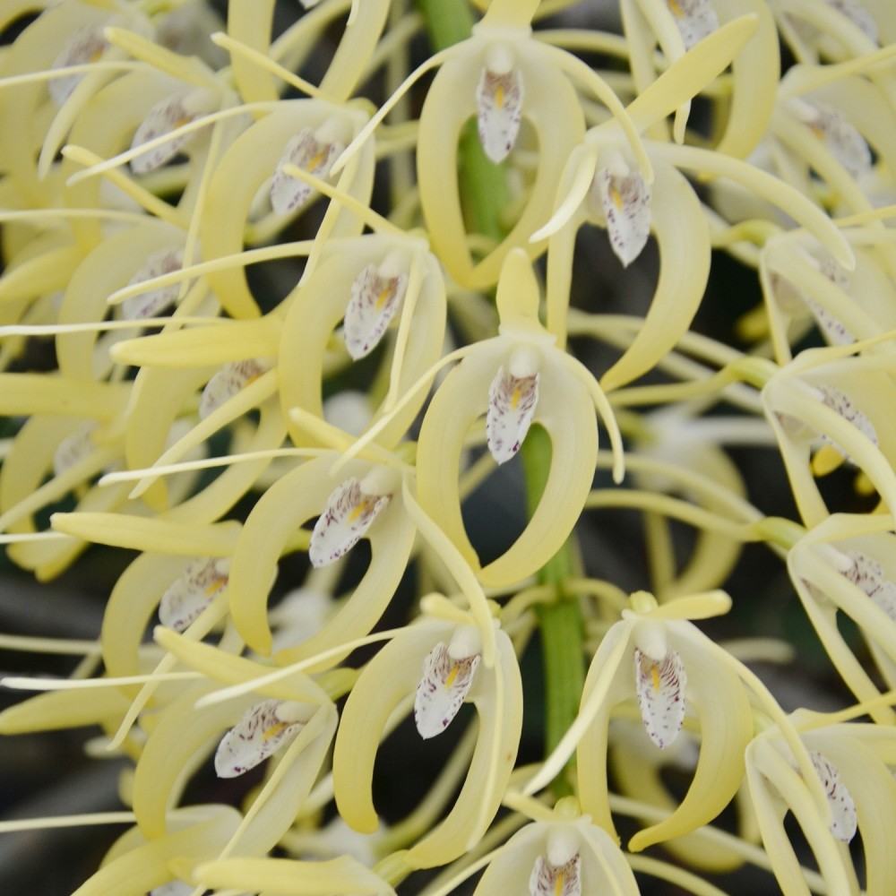 Dendrobium speciosum "1"