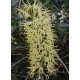 Dendrobium speciosum "1"