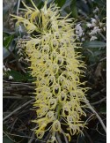 Dendrobium speciosum "1"