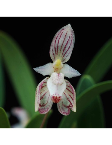 Bulbophyllum ambrosia