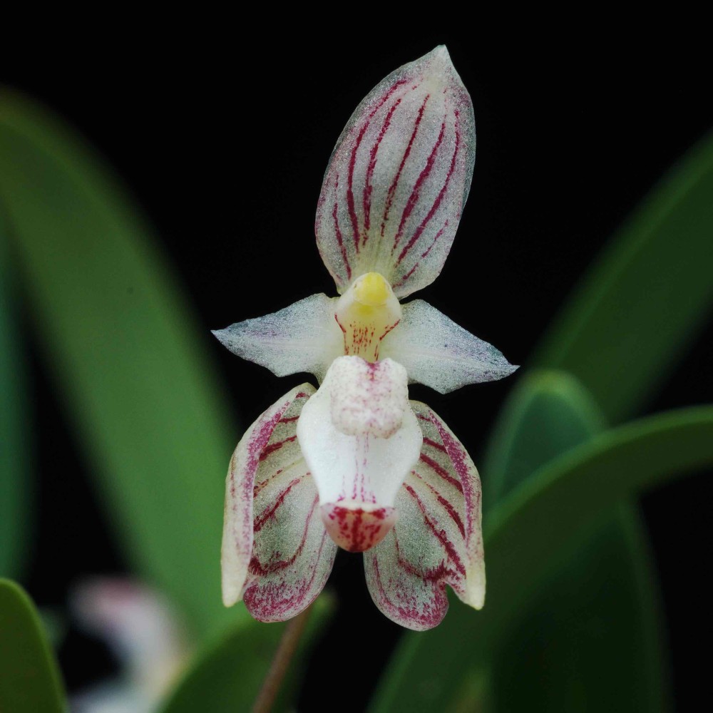 Bulbophyllum ambrosia