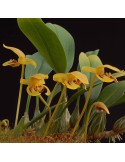 Bulbophyllum dearei