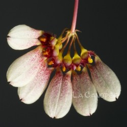 Bulbophyllum flabellum-veneris en sphaigne