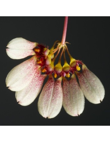 Bulbophyllum flabellum-veneris