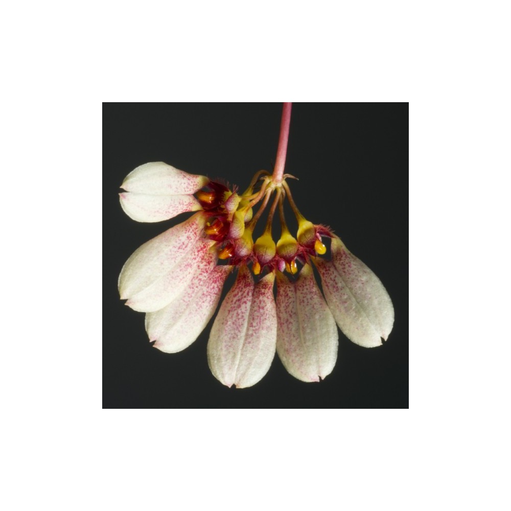 Bulbophyllum flabellum-veneris